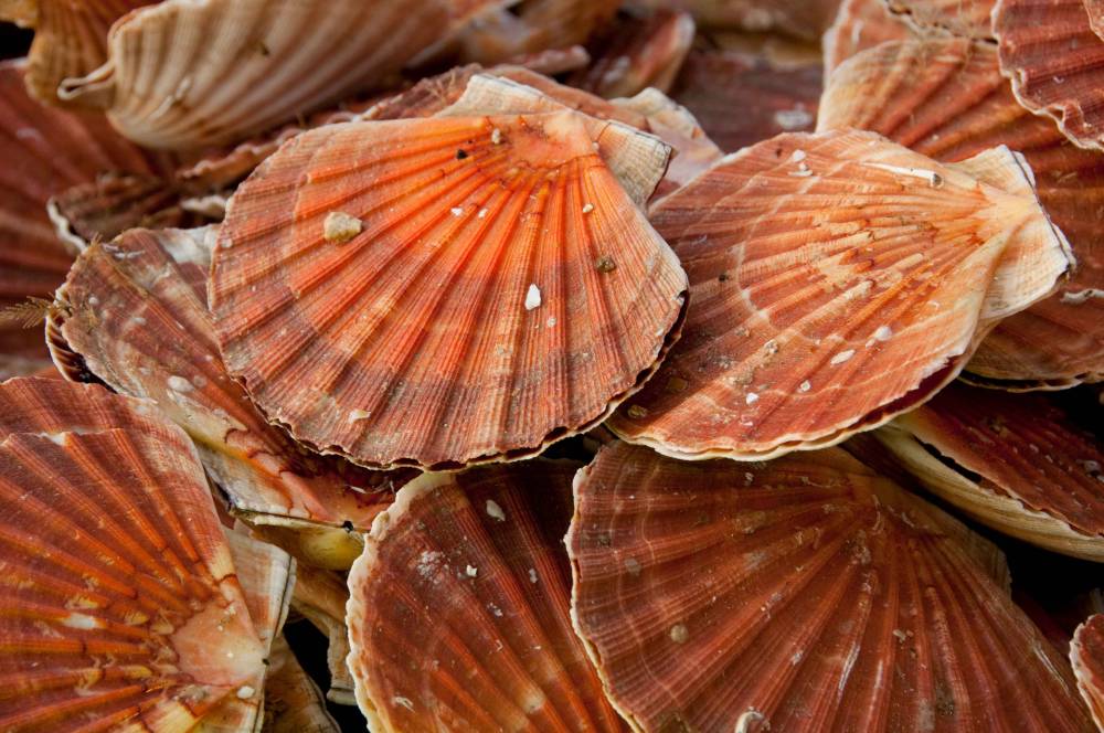 Coquilles Saint-Jacques à Saint-Malo
